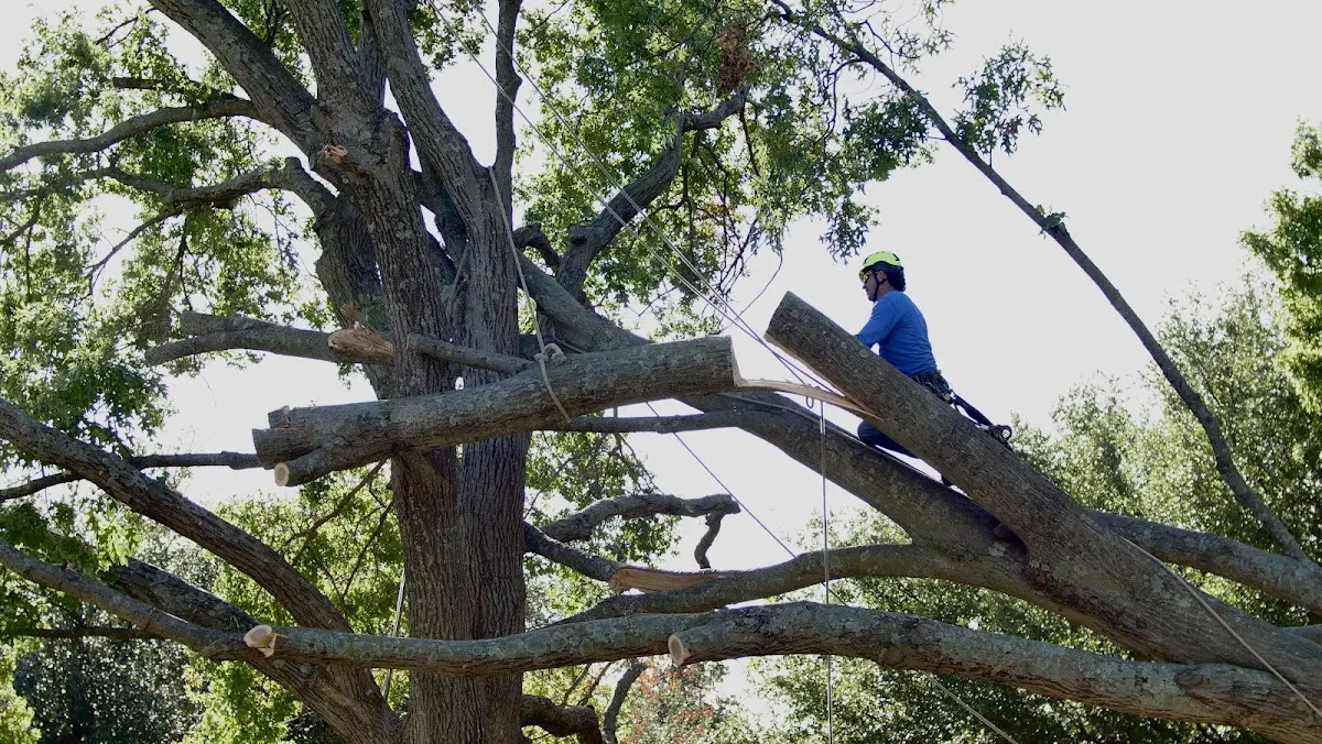 Professional Crown Thinning performed by certified arborists in Cornucopia